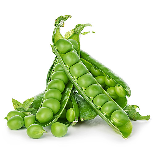 pea protein