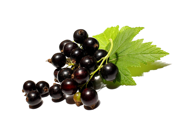 black-currant