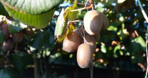 New Zealand gold kiwifruit ripening on the vine, the whole-fruit source behind Anagenix ingredients