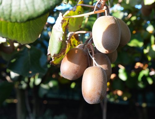 Anagenix: A Functional Ingredient Supplier Built on Whole-Fruit Science