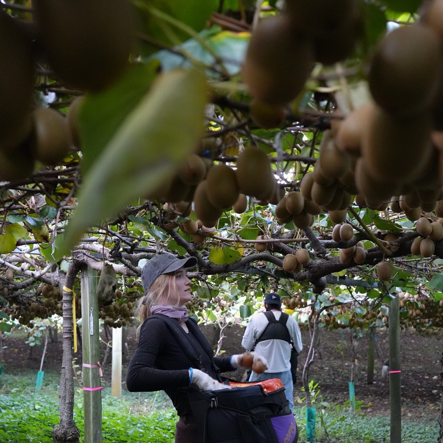 Hand-harvesting New Zealand kiwifruit Orchard workers hand-harvesting New Zealand kiwifruit for Anagenix ingredient supply