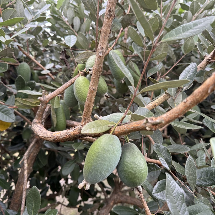 Feijoa fruit growing in a New Zealand orchard Feijoa fruit growing on the tree, the whole-fruit source of the Feiolix ingredient
